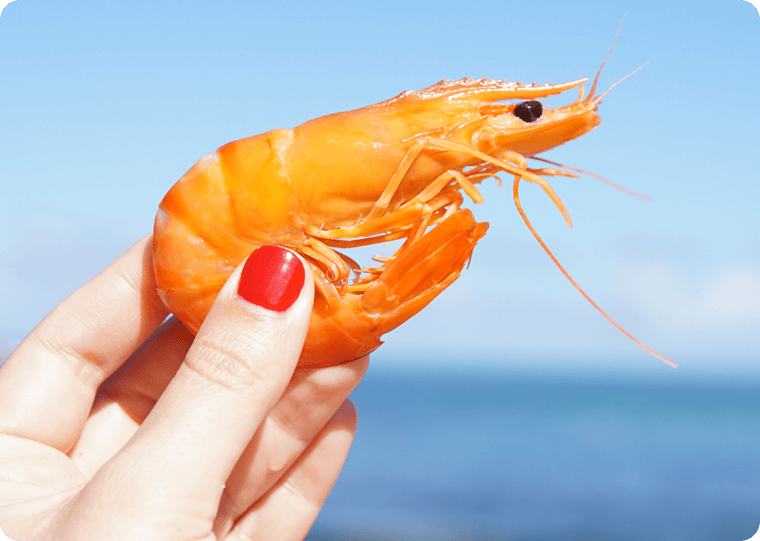 A person holding an orange shrimp in their hand.