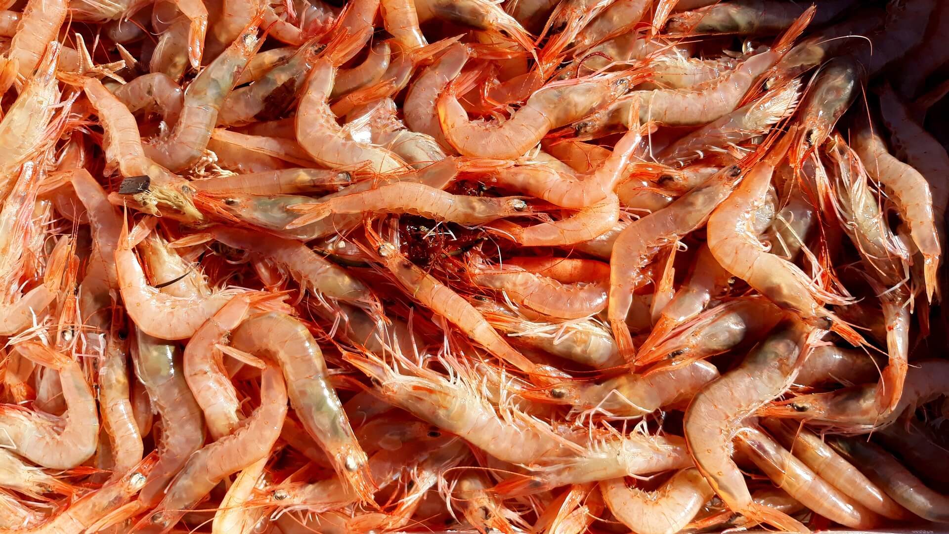 A pile of shrimp sitting on top of each other.
